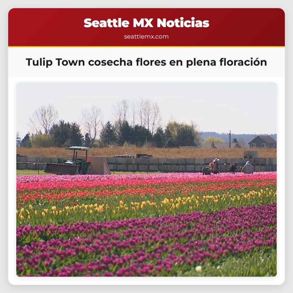 Tulip Town cosecha flores en plena floración