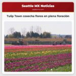 Tulip Town cosecha flores en plena floración