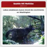 Lobos establecen nuevo récord de crecimiento en Washington