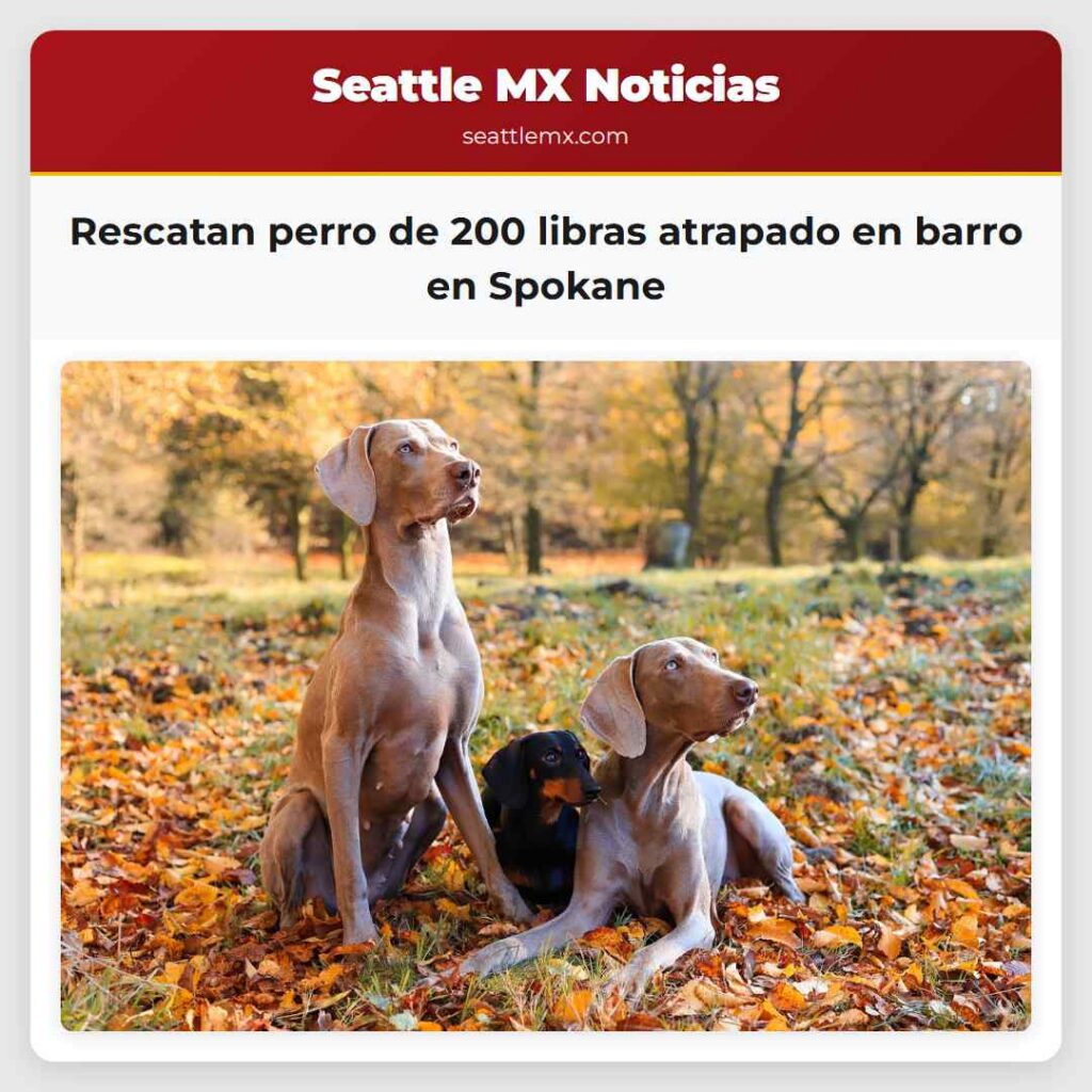 Rescatan perro de 200 libras atrapado en barro en