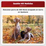Rescatan a un perro de 200 libras atrapado en barro denso en Spokane