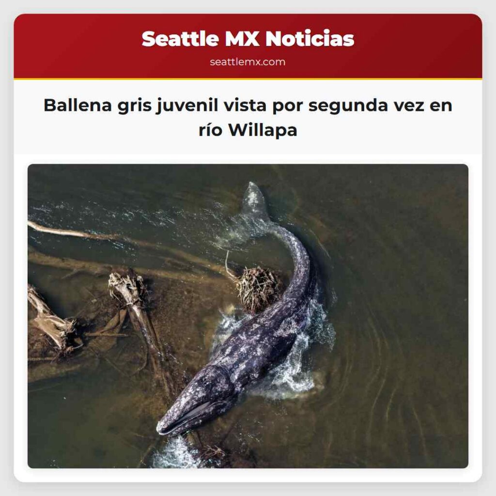 Ballena gris juvenil vista por segunda vez en río
