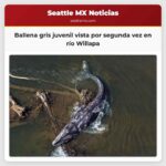 Ballena gris juvenil vista por segunda vez en una semana en el río Willapa dicen investigadores
