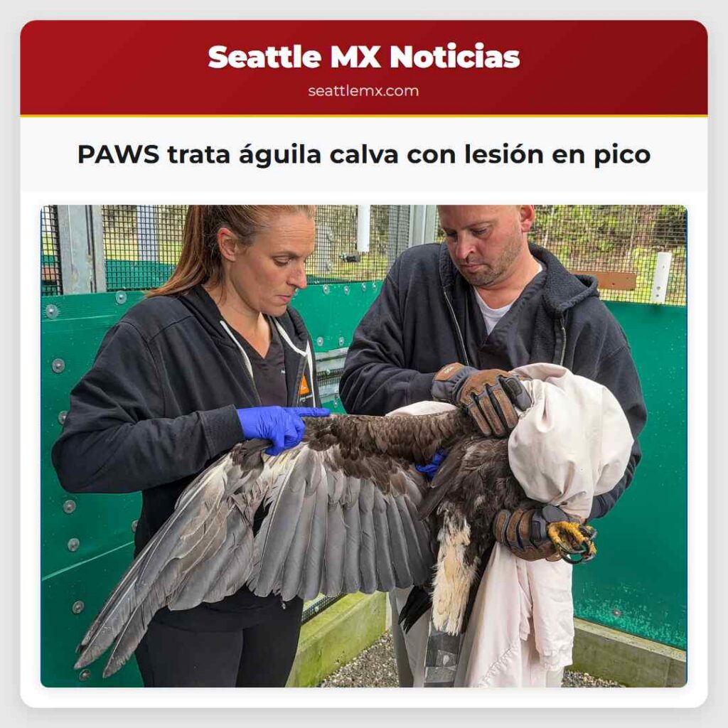 PAWS trata águila calva con lesión en pico