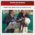 PAWS trata águila calva con lesión en pico