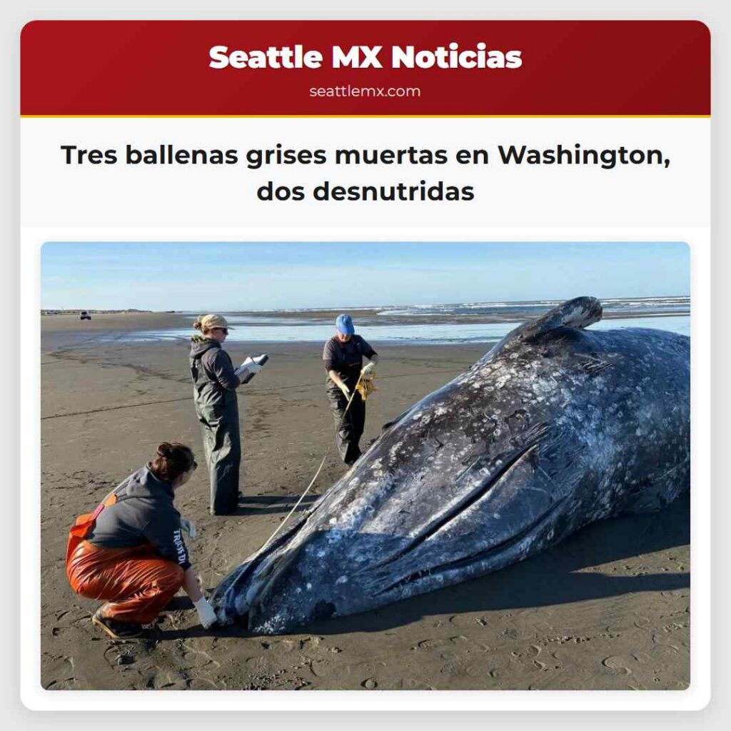Tres ballenas grises muertas en Washington, dos
