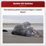 Dos ballenas grises muertas llegan a la orilla en Copalis Beach