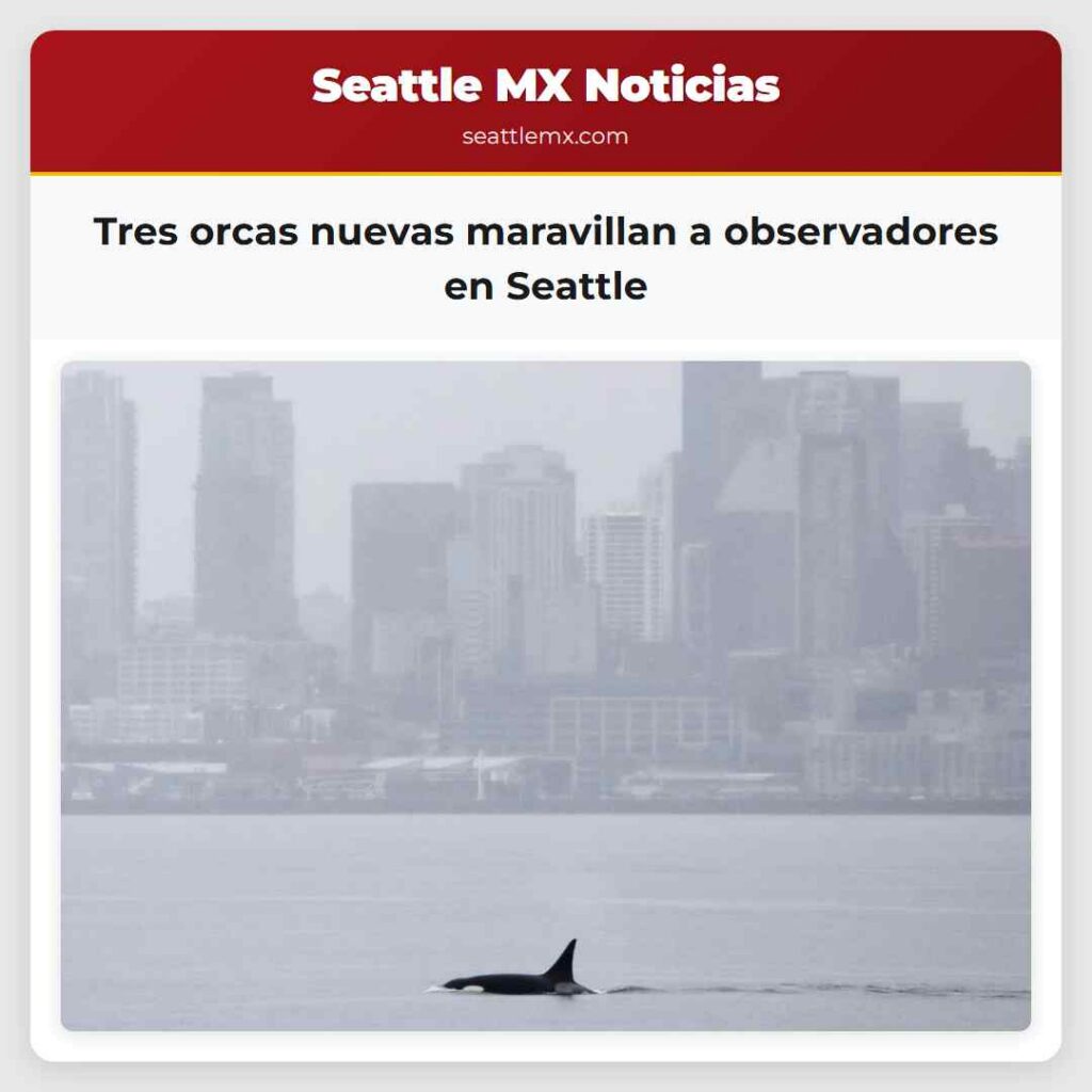 Tres orcas nuevas maravillan a observadores en