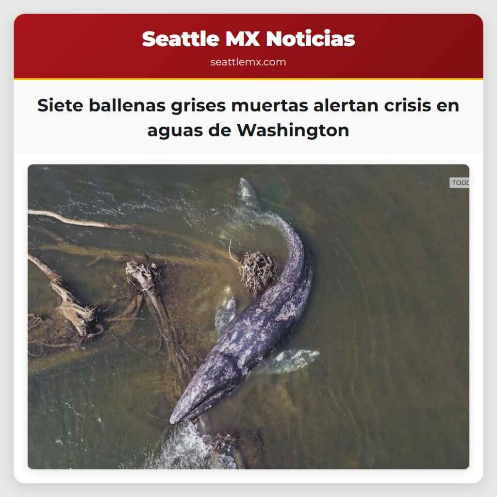 Siete ballenas grises muertas alertan crisis en