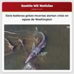 Siete ballenas grises muertas alertan sobre una crisis en las aguas de Washington