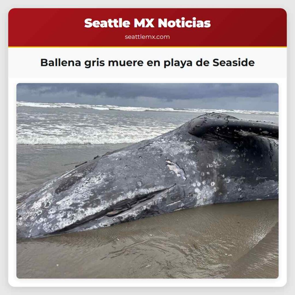 Ballena gris muere en playa de Seaside