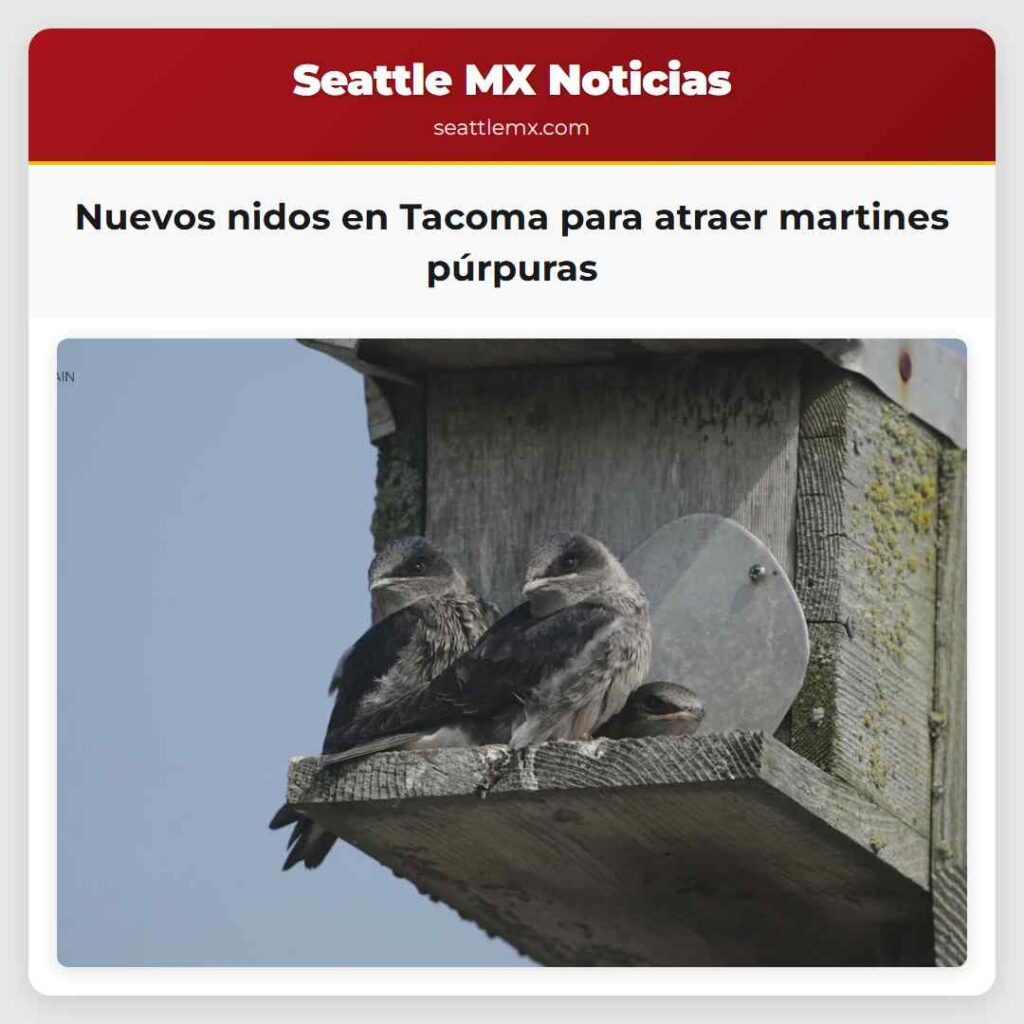 Nuevos nidos en Tacoma para atraer martines