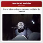Nueve lobos cachorros nacen en zoológico de Tacoma