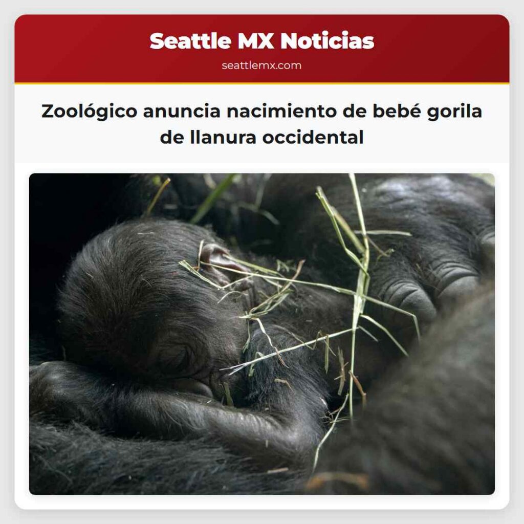 Zoológico anuncia nacimiento de bebé gorila de