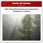 WSU desarrolla bacterias que aprovechan nitrógeno en cultivos