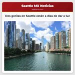 Dos gorilas en Seattle están a días de dar a luz