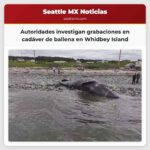 Autoridades investigan grabaciones en cadáver de ballena en Whidbey Island