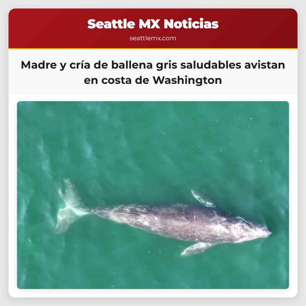 Madre y cría de ballena gris saludables avistan
