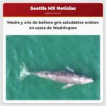 Madre y cría de ballena gris saludables avistan en costa de Washington