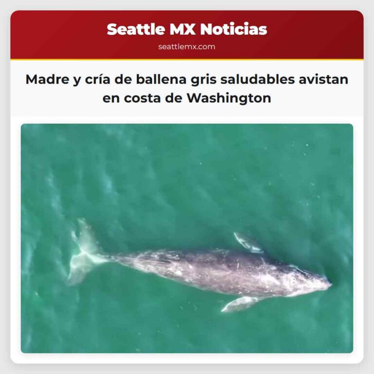 Madre y cría de ballena gris saludables avistan en costa de Washington