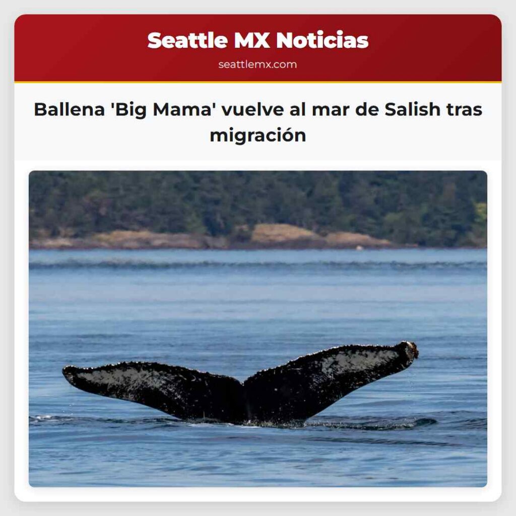 Ballena 'Big Mama' vuelve al mar de Salish tras