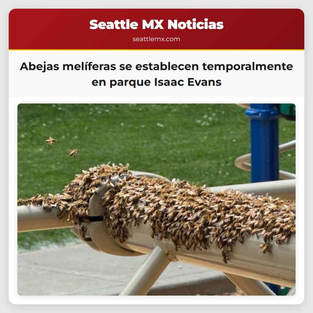 Abejas melíferas se establecen temporalmente en