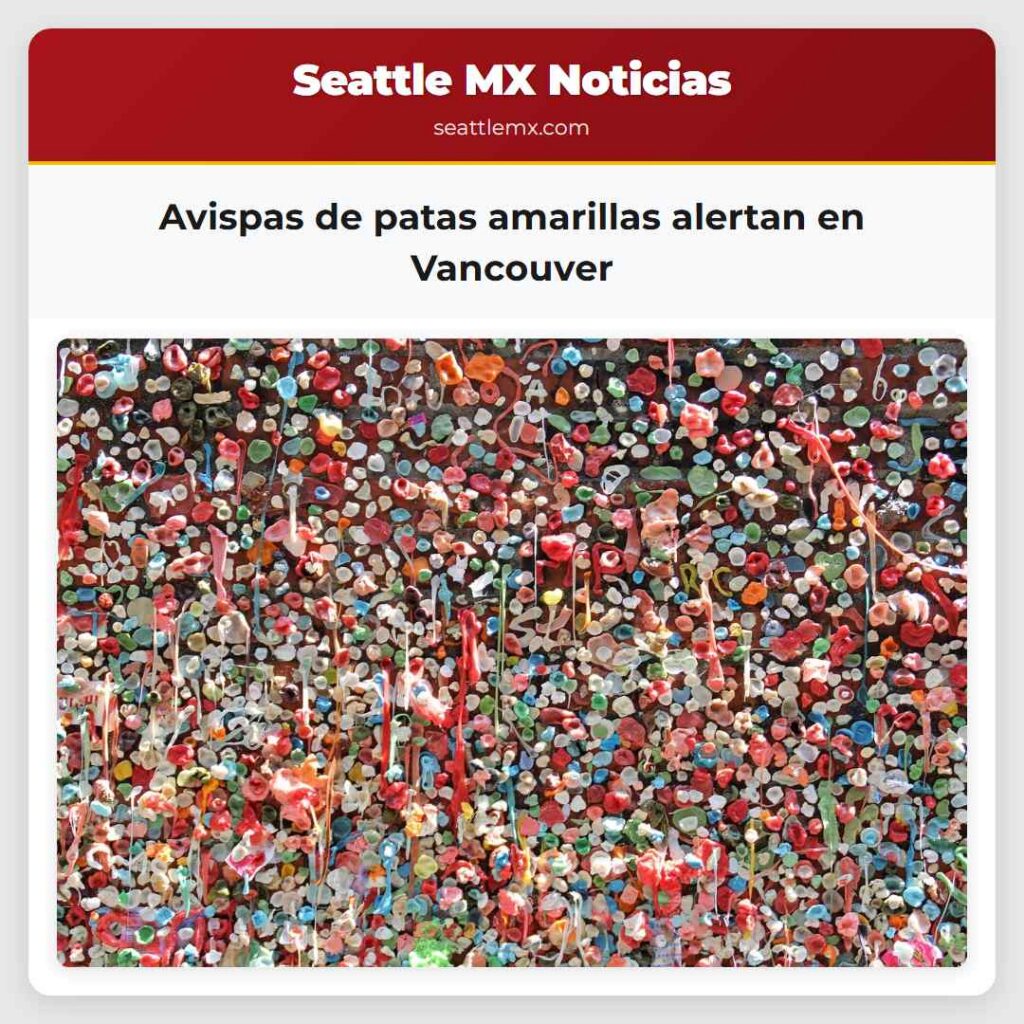 Avispas de patas amarillas alertan en Vancouver