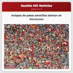 Avispas de patas amarillas alertan en Vancouver