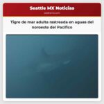 Tigre de mar adulta rastreada en aguas del noroeste del Pacífico
