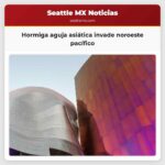 Hormiga aguja asiática invade noroeste pacífico