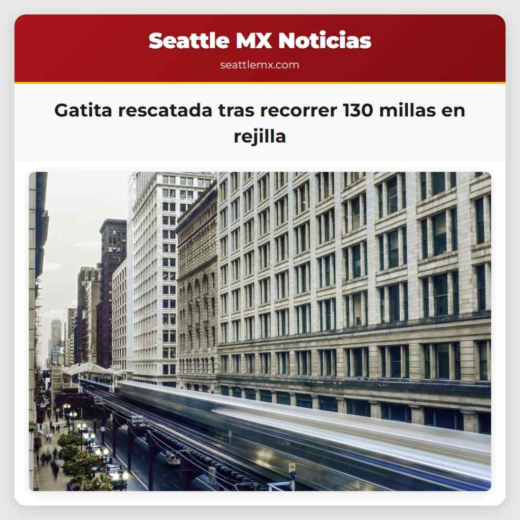 Gatita rescatada tras recorrer 130 millas en
