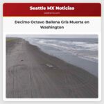 Decimo Octavo Ballena Gris Muerta en Washington