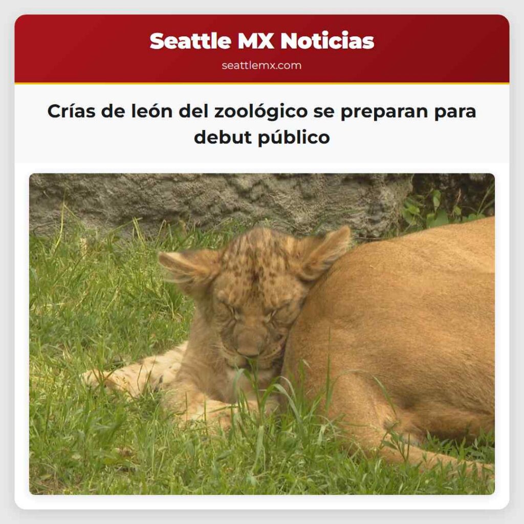 Noticias De Seattle 3 Crías de león del zoológico se preparan para