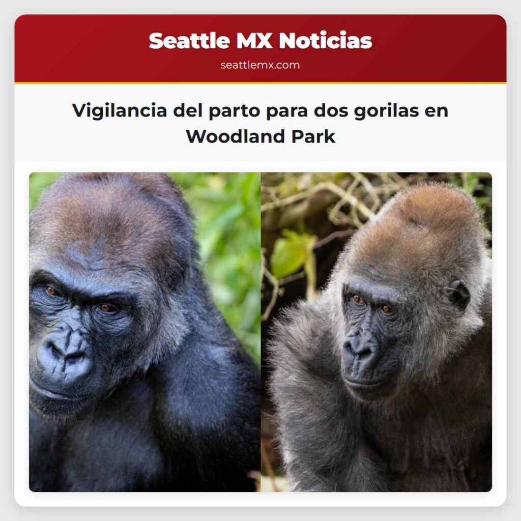 Vigilancia del parto para dos gorilas en Woodland
