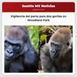 Vigilancia del parto para dos gorilas en Woodland Park