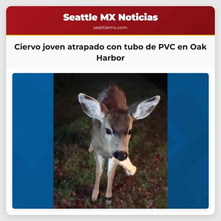 Ciervo joven atrapado con tubo de PVC en Oak Harbor