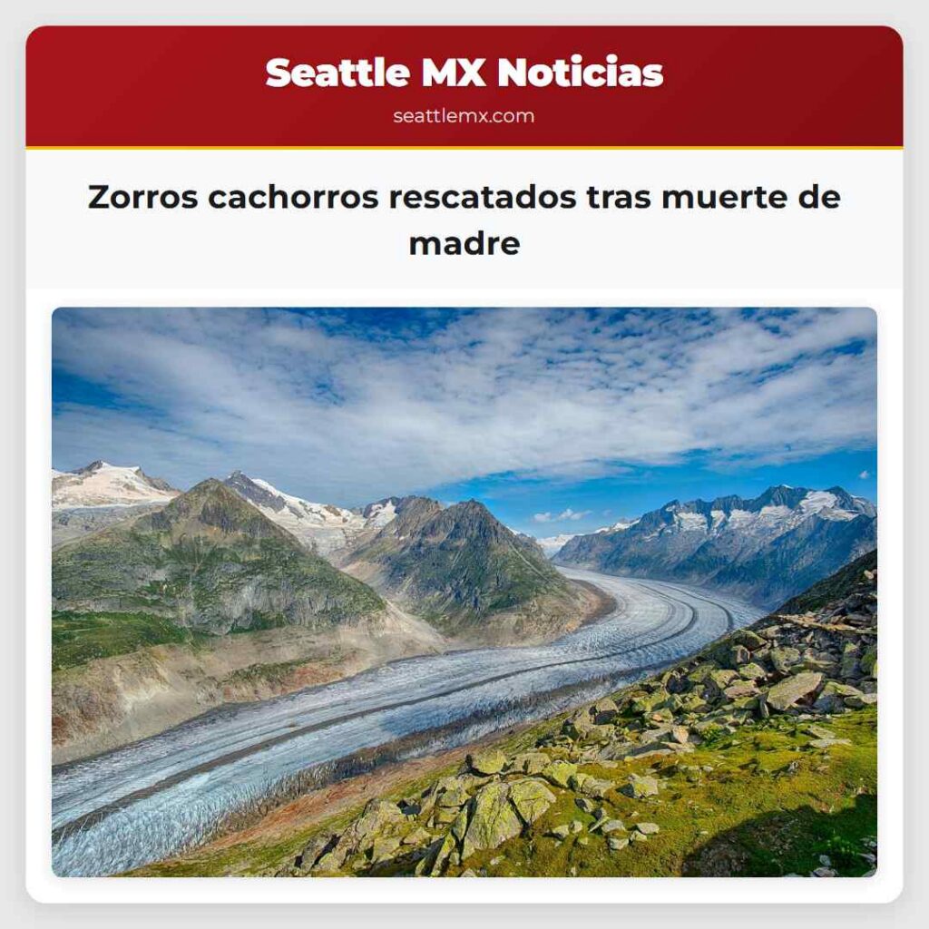 Zorros cachorros rescatados tras muerte de madre