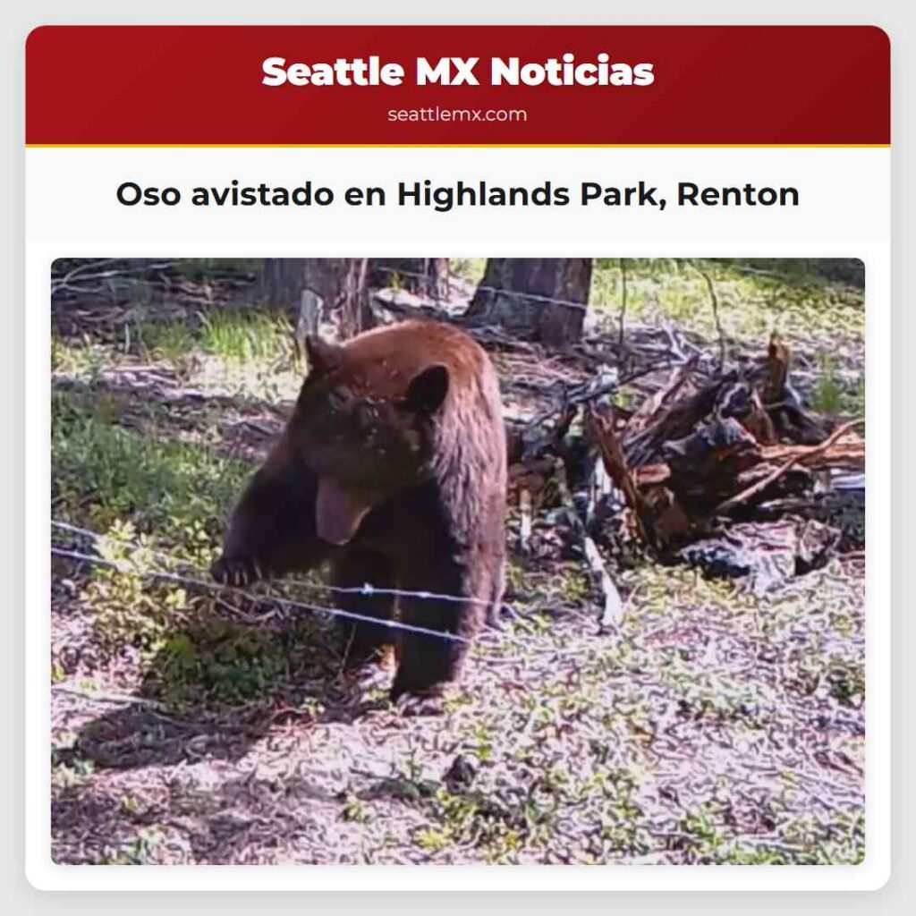 Oso avistado en Highlands Park, Renton