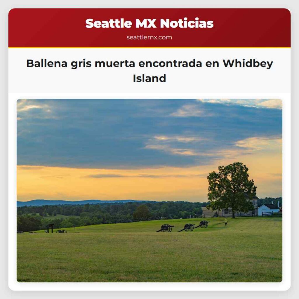 Ballena gris muerta encontrada en Whidbey Island