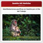Manifestaciones pacíficas en Seattle por el Día del Trabajo