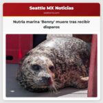 Nutria marina Benny muere tras recibir disparos