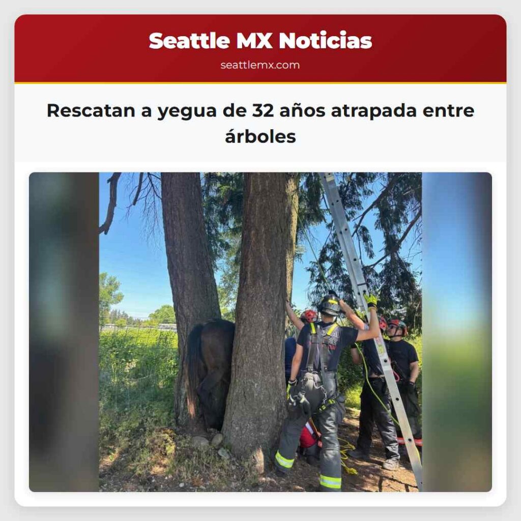 Rescatan a yegua de 32 años atrapada entre árboles
