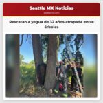 Rescatan a yegua de 32 años atrapada entre árboles