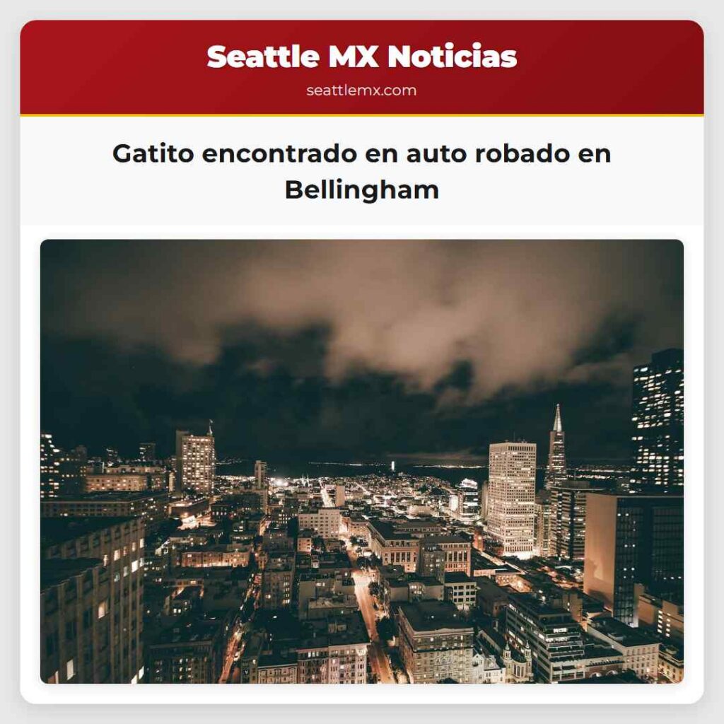 Gatito encontrado en auto robado en Bellingham