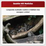Leopardo nublado vuelve a hábitat tras escapar a árbol