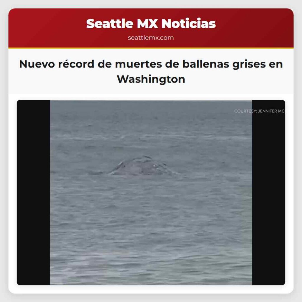 Nuevo récord de muertes de ballenas grises en
