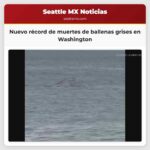 Nuevo récord de muertes de ballenas grises en Washington
