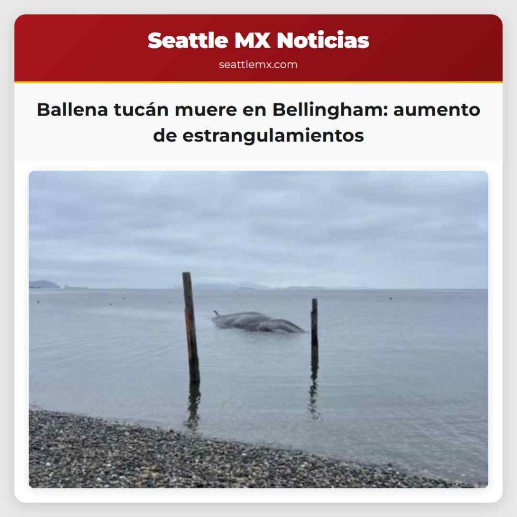 Ballena tucán muere en Bellingham: aumento de