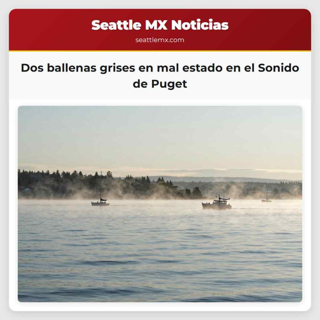 Dos ballenas grises en mal estado en el Sonido de
