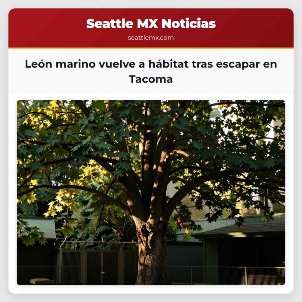 León marino vuelve a hábitat tras escapar en